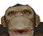 Chimpanzee