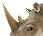 White Rhinoceros