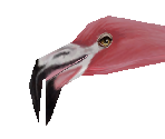 Greater Flamingo