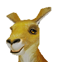 Red Kangaroo Male