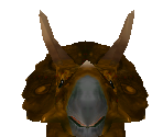 Triceratops Female