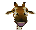 Reticulated Giraffe