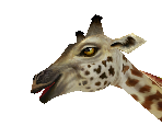 Masai Giraffe