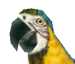 Macaw