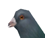 Pigeon