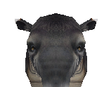 Baird's Tapir Male