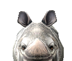 Javan Rhinoceros Female