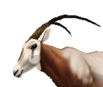 Scimitar-Horned Oryx Male