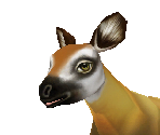 Okapi Baby