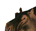Hippopotamus Female