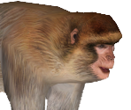 Barbary Ape