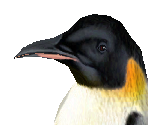 Emperor Penguin