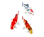 Koi