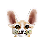 Fennec Fox