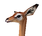 Gerenuk Female