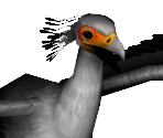 Secretary Bird Male