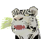 White Bengal Tiger Baby