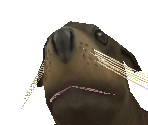 California Sea Lion Baby Female