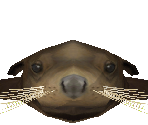 California Sea Lion Male