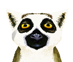 Ring-Tailed Lemur