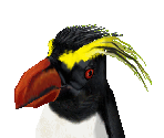 Rockhopper Penguin