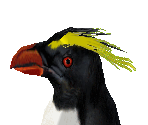 Rockhopper Penguin Female