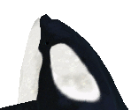 Orca Male