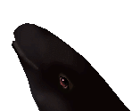 False Killer Whale Female