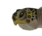 Green Sea Turtle Female Baby