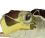 Green Sea Turtle Female