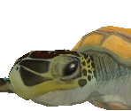 Green Sea Turtle