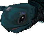 Leatherback Turtle Female
