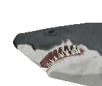 Great White Shark Female