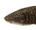 Whale Shark Female