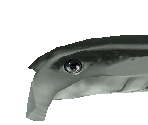 Manta Ray