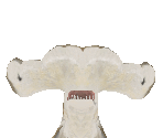 Scalloped Hammerhead Shark Female