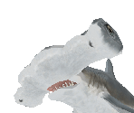 Scalloped Hammerhead Shark