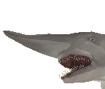 Goblin Shark Baby