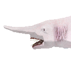 Goblin Shark