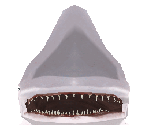 Goblin Shark Male