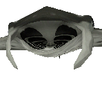 Manta Ray Female