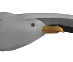 Seagull