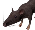 Rat