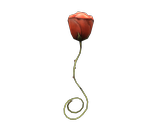 Harley Quinn's Rose (Injustice)