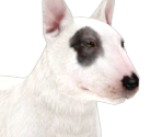 Bull Terrier