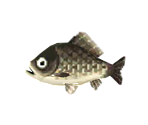 Crucian Carp