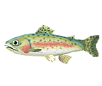 Rainbow Trout