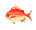 Red Snapper