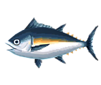 Tuna