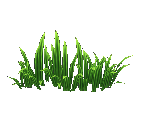 Grass